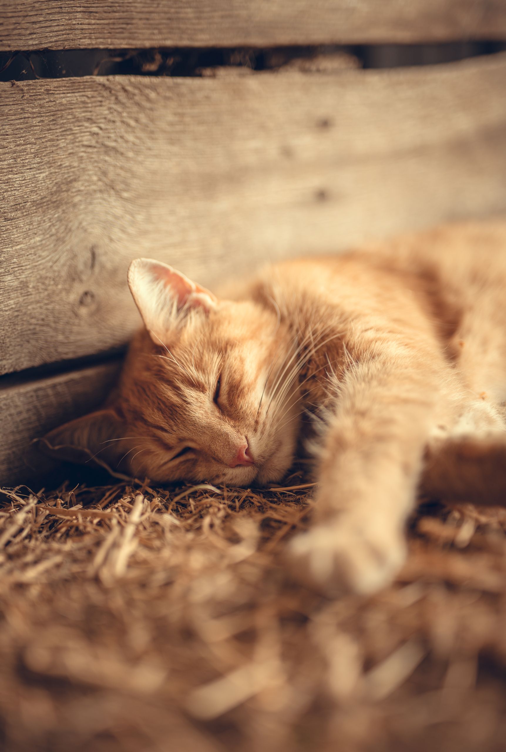 A serene ginger tabby cat sleeping against a wooden crate wall, embodying warmth and comfort.