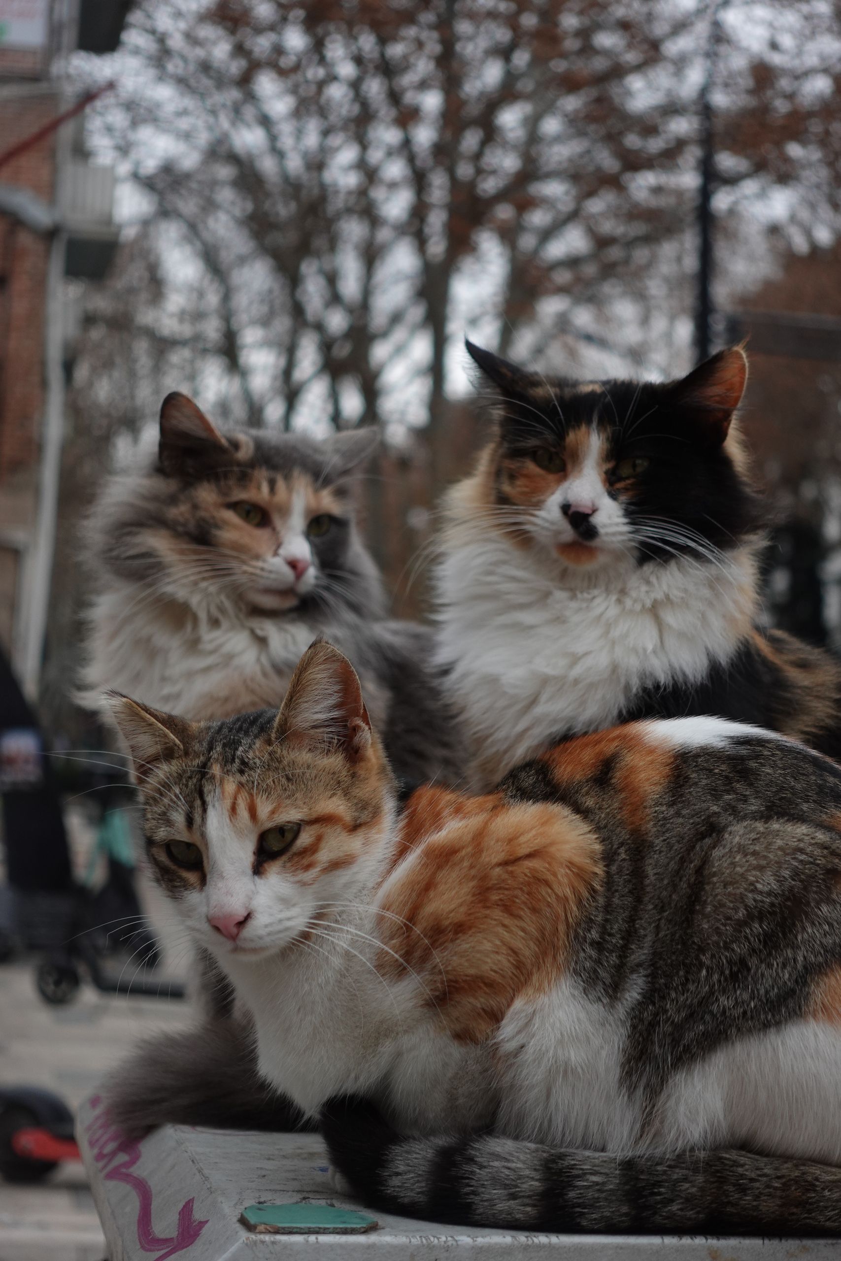 Three fluffy cats sit together outdoors, showcasing their long fur coats.