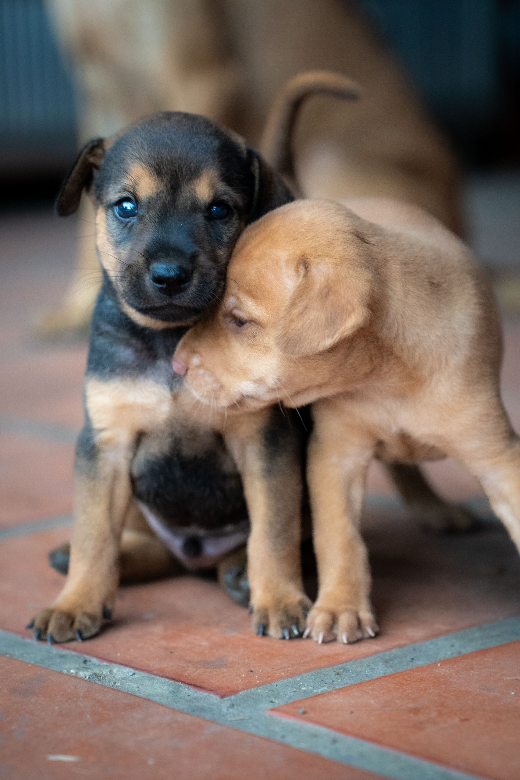 Two cute puppies cuddling on a tile floor, showcasing friendship and loyalty.