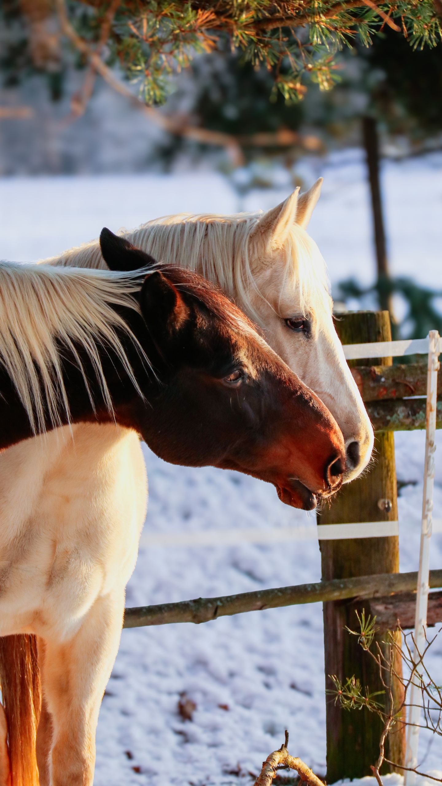 Two horses standing by a wooden fence in a snowy winter landscape.